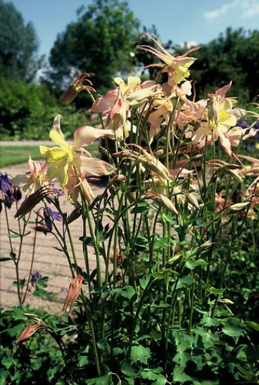 Aquilegia chrysanta 'Yellow Queen' - Akelei