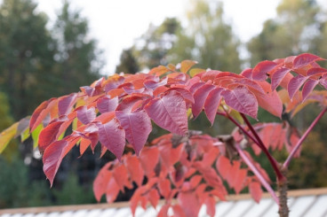 Aralia elata | Engelenboom