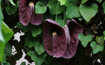 Aristolochia macrophylla - Duitse pijp