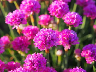 Armeria maritima 'Dusseldorfer Stolz' - Engels gras