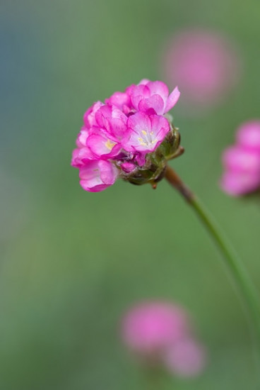 Armeria juniperifolia - Engels gras - 