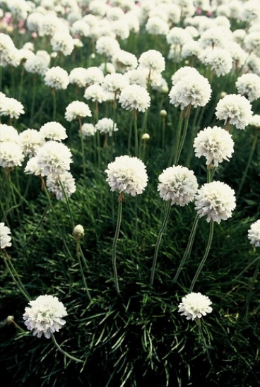 Armeria maritima Alba - Engels gras - 