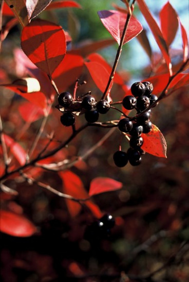 Aronia melanocarpa - Zwarte Appelbes