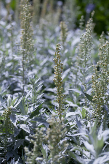 Artemisia lud. Silver Queen - Westerse Bijvoet