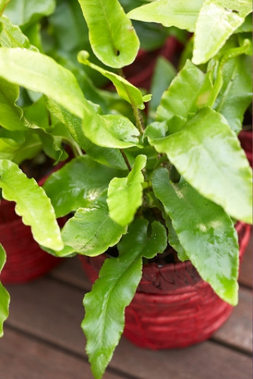 Asplenium scolopendrium - Tongvaren