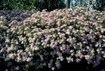 Aster ageratoidus Asran