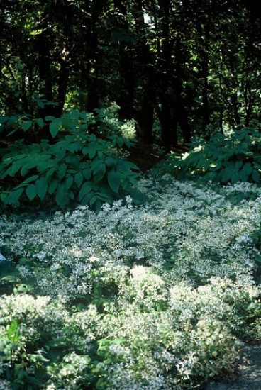 Aster divaricatus 