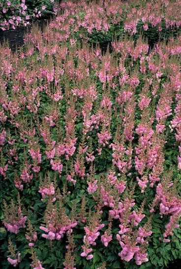 Astilbe chinensis 'Pumila'- Pluimspirea