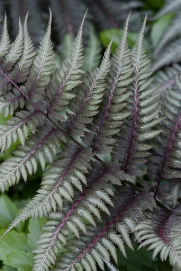 Athyrium filix-femina Lady in Red - Wijfjesvaren - 