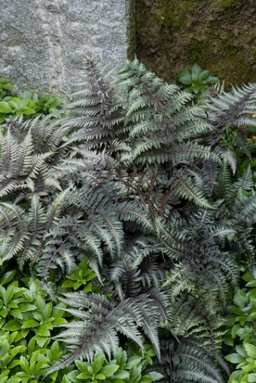 Athyrium niponicum Pewter Lace - Japanse regenboogvaren - 