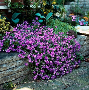 Aubrieta Hybride 'Hamburger Stadtpark' - Blauwkussen