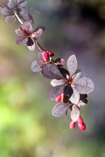 Stikkelpakket - 15 m.