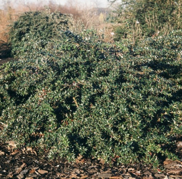 Berberis candidula - Zuurbes