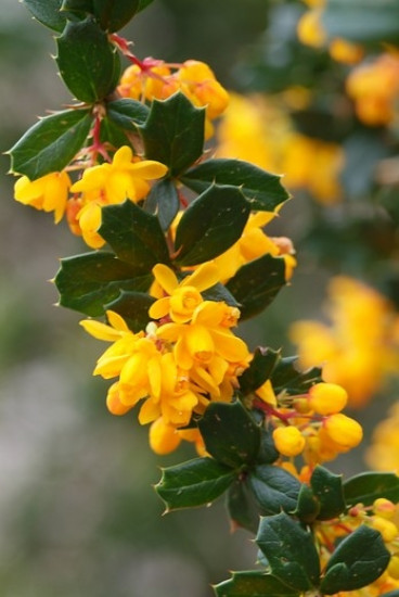 Berberis frikantii 'Telstar' - Zuurbes