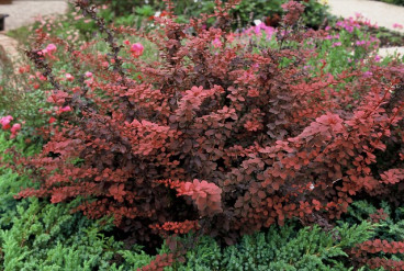 Berberis thunbergii 'Atropurpurea' - Zuurbes