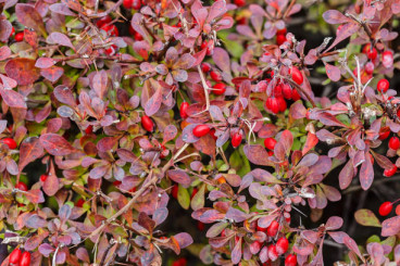 Berberis thunbergii - Zuurbes