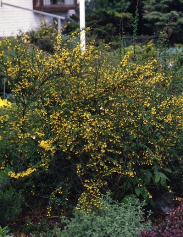 Berberis verruculosa - Zuurbes