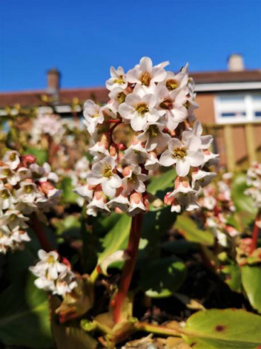 Bergenia “Bressingham White” - Schoenlappersplant