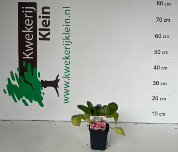 Bergenia Rotblum - Schoenlappersplant