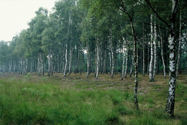 Betula pendula - Ruwe berk 