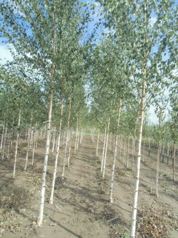 Betula pendula - Ruwe berk - boom