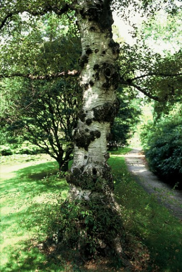 Zachte berk - Betula pubescens - boom