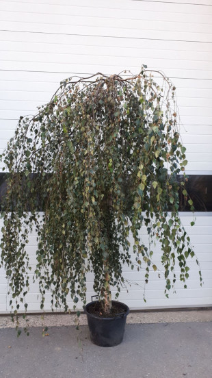 Betula pendula Tristis - Treurberk - boom