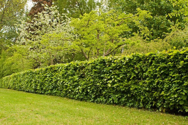 Fagus sylvatica - Groene beukenhaag