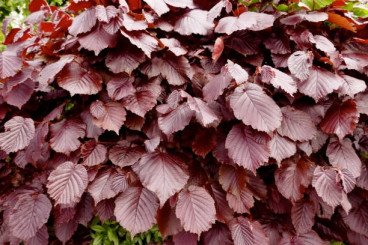 Fagus sylvatica Atropunicea - Rode beuk