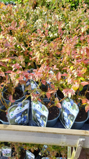 Vaccinium corymbosum - Partij blauwe bessen