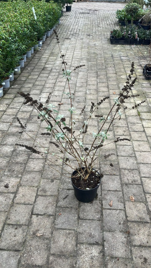 Buddleja davidii Black Knight - Vlinderstruik