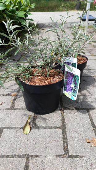 Buddleja davidii 'Nanho Blue' - Vlinderstruik