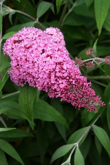 Buddleja davidii Pink Delight - Vlinderstruik