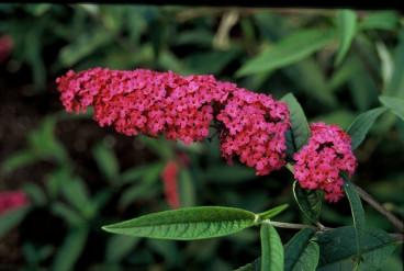 Buddleja davidii 'Royal Red' - Vlinderstruik