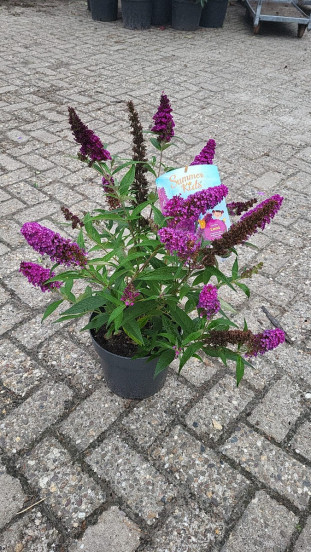 Buddleja Summerkids - laagblijvende vlinderstruik