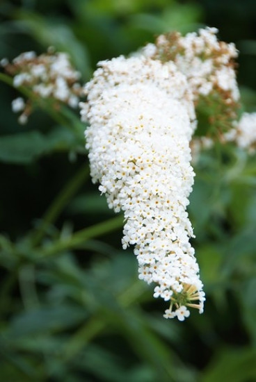 Buddleja davidii White Profusion - Vlinderstruik