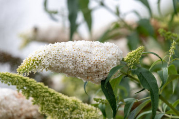 Buddleja davidii 'White Ball' - Vlinderstruik