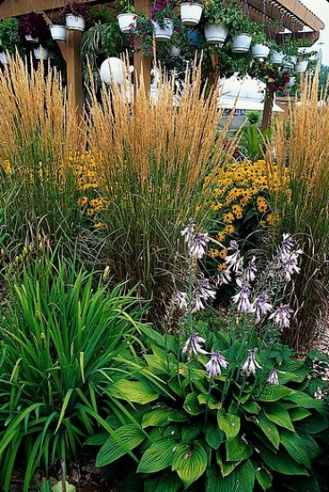 Calamagrostis acutiflora “Karl Foerster” - Struisriet