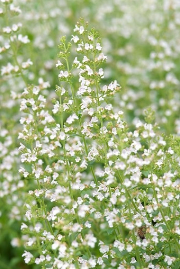 Calamintha n. White Cloud - Bergsteentijm