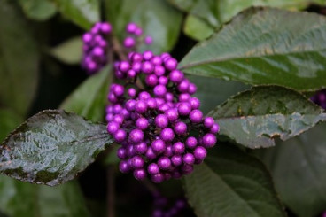 Schoonvrucht - Callicarpa bodinieri 'Profusion'