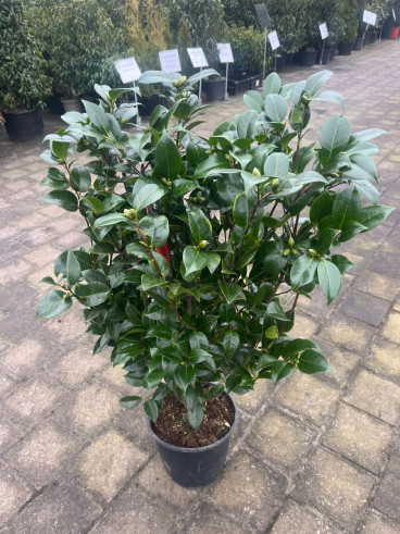 Camellia Lady Campbell - Camelia
