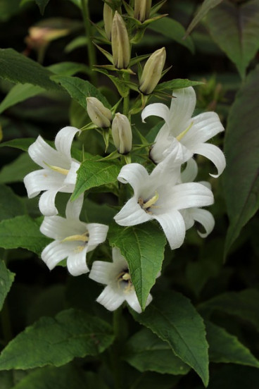 Campanula glomerata Alba - Kluwenklokje