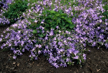 Campanula poscharskyana - Kruipende klokjesbloem