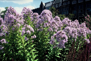 Campanula lactiflora Prichard's Variety - Klokjesbloem