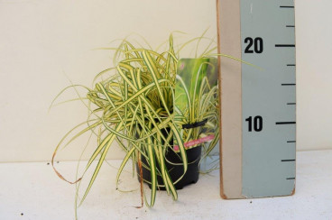 Carex oshimensis Evergold | Zegge