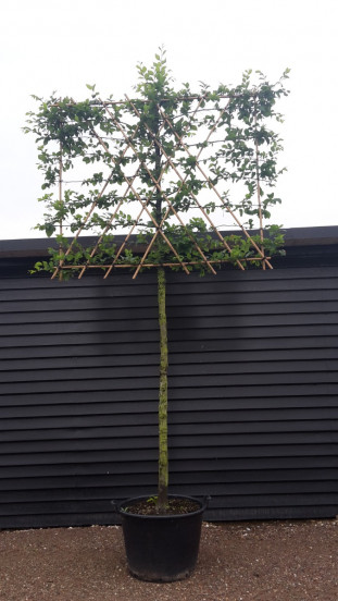 Carpinus betulus leivorm - Lei-haagbeuk