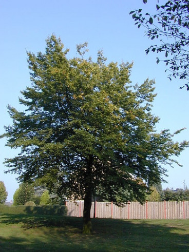 Haagbeuk - Carpinus betulus - boom