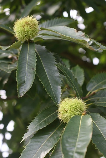 Castanea sativa | Tamme kastanje | bosplantsoen