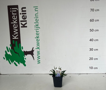 Catananche caerulea - Strobloem 