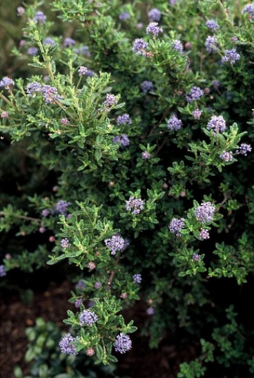 Ceanothus 'Puget Blue' - Amerikaanse Sering